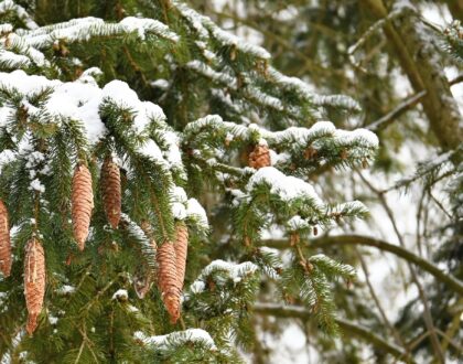 Évközi 4. vasárnap